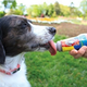 Illustration for article titled If You Have a Dog, You Can't Miss This Gadget Guide for the Spring